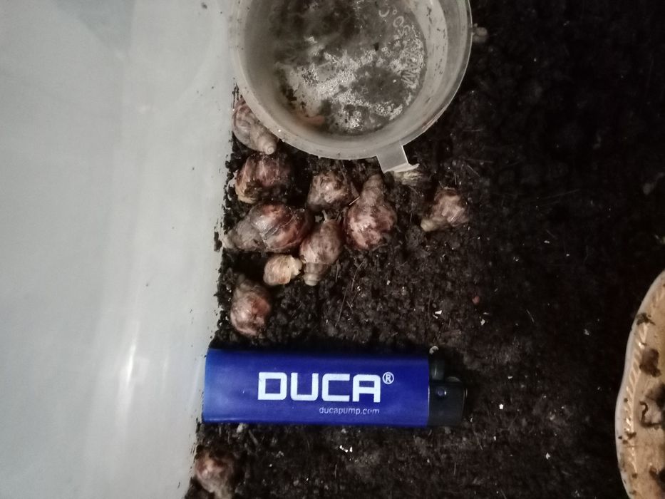 Улитка Ахатина/яйца