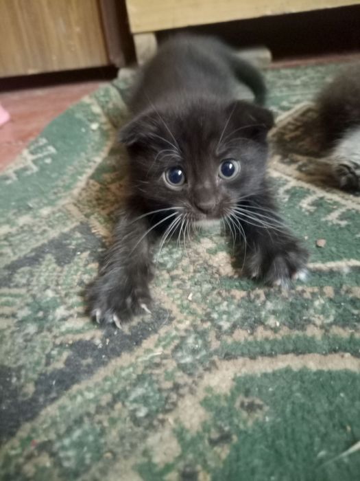 Отдам котят для хорошие руки