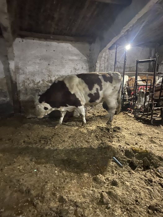 Быки симментал бұқа чистокровные