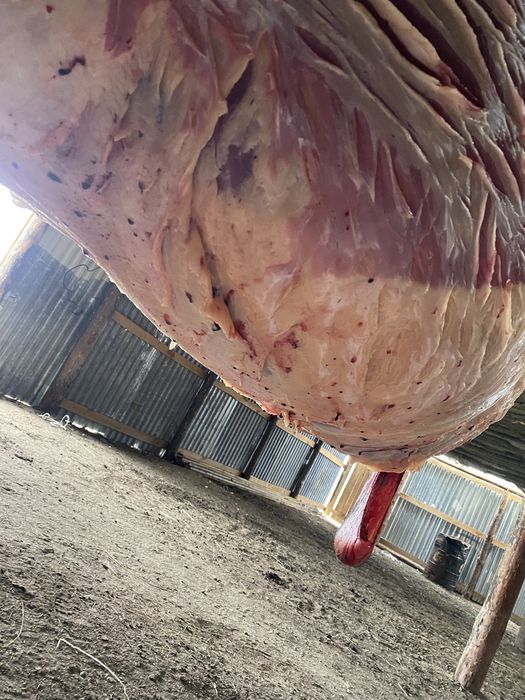 Жабағы соғым лошади