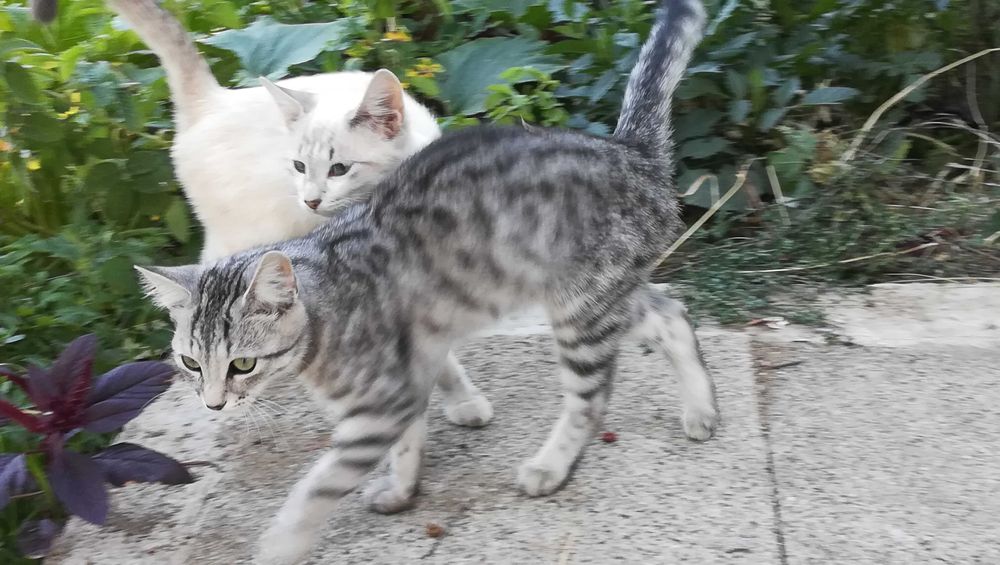 Котка тигър на 5 месеца