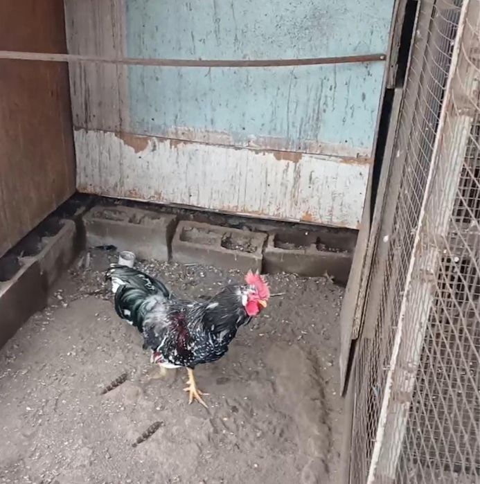 Продам петуха года 2025