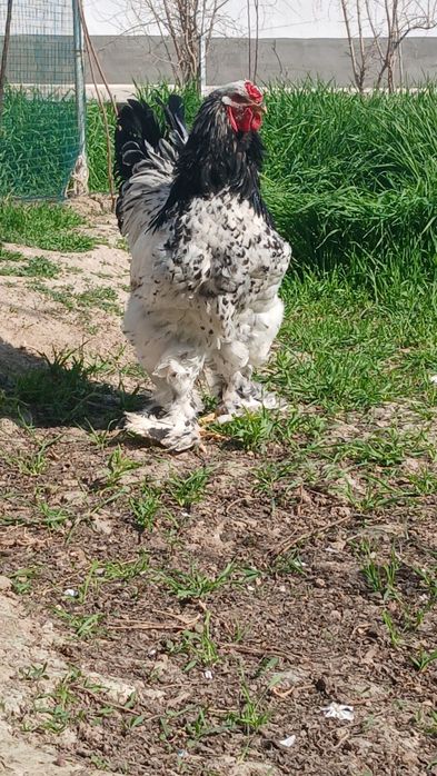 Brama tochkalik xuroz