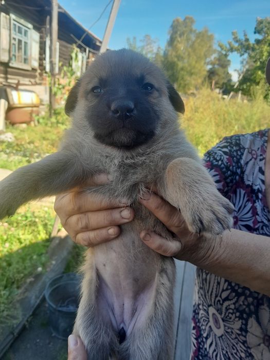 Очень срочно ищут дом щенки