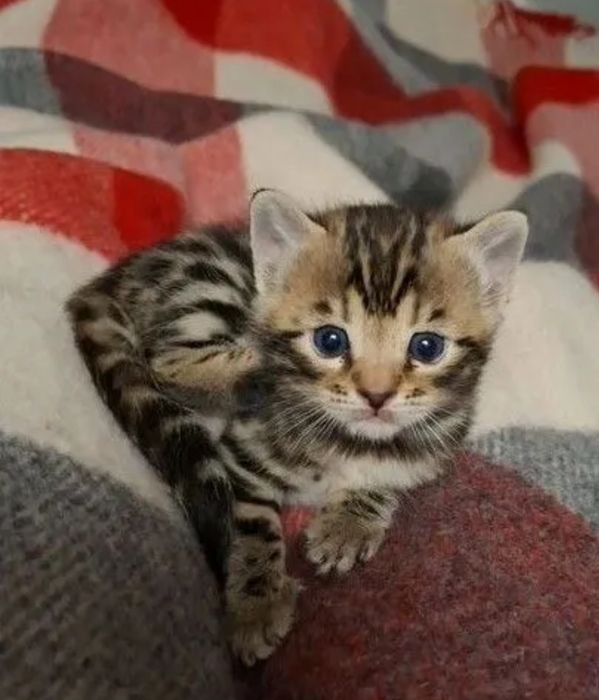 Бенгальские котята