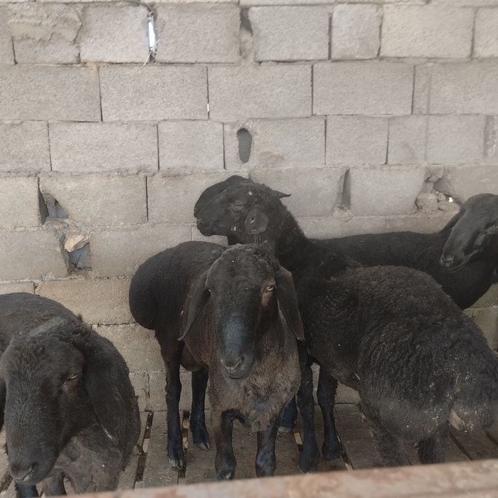 Семіз қошқар сатылады