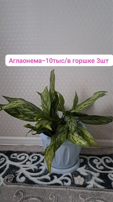Диффенбахия, Аглаонема вечнозеленое растение