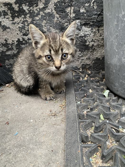 Отдам котят в хорие руки