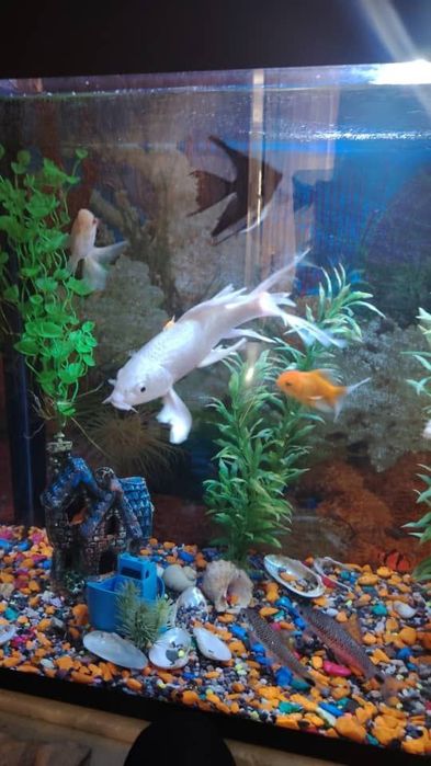 Baliqlar va akvarumlar arzon narxda sotiladi