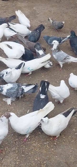 Продаются  голуби