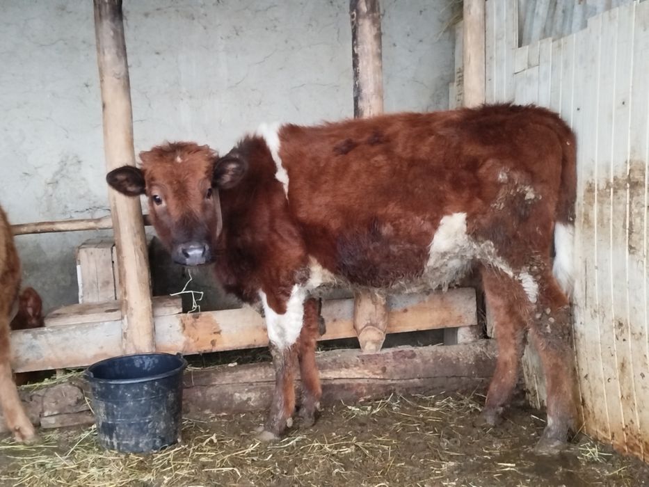 Boʻydor gʻunojin sotiladi