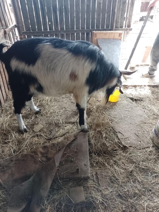 Țap monta rasa pura