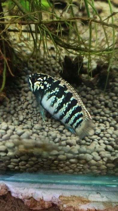 Малек Ivanacara Adoketa