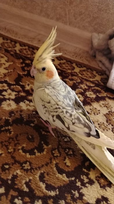 ручной корелла..