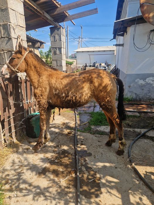 Тай сатылады ургашы