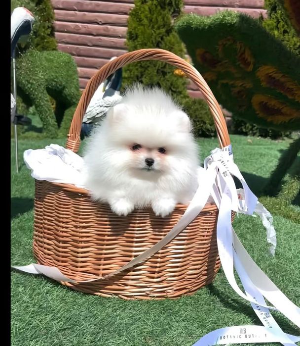 Pomeranian miniboo pedigree