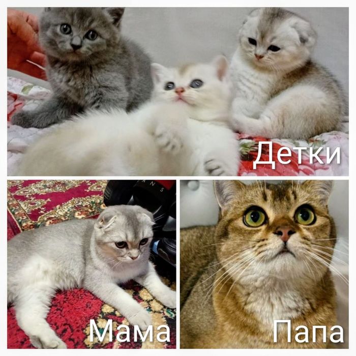 Котята шиншиллы, шиншилла, вислоухие