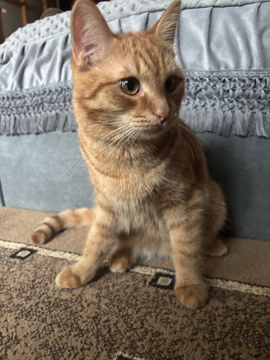 Отдам кота на добрые руки