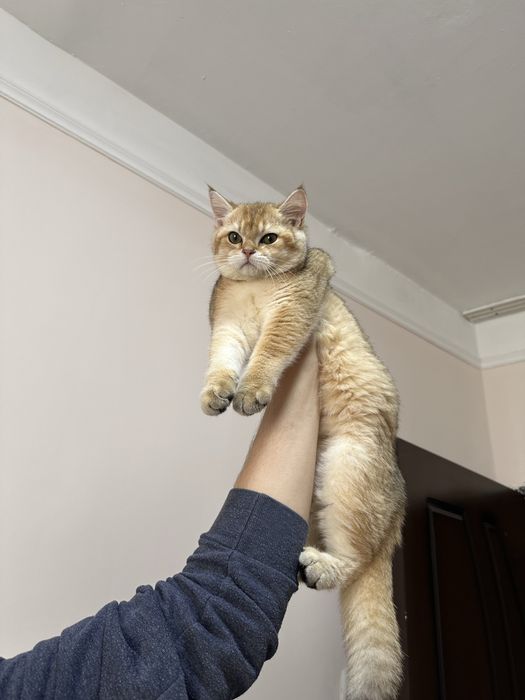 Brtanska shinshila sotlad