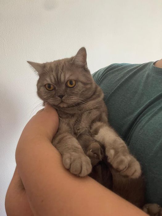Отдам даром кота за шоколад