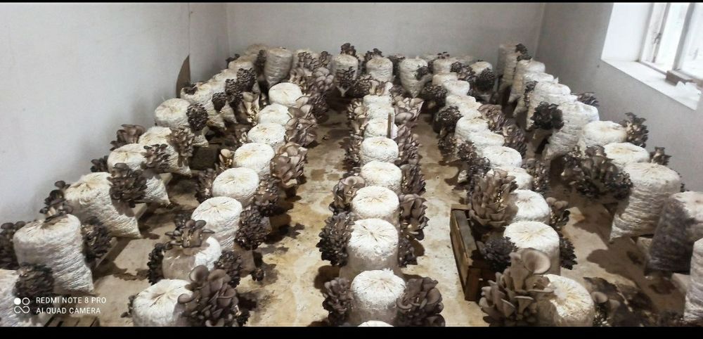 Готовые блоки Вешинки , Семена Грибов КА 17. Месистные.