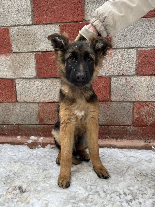 Щенки Немецкой Овчарки