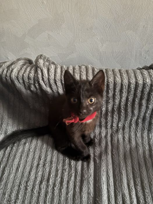Отдам котят в хорошие руки