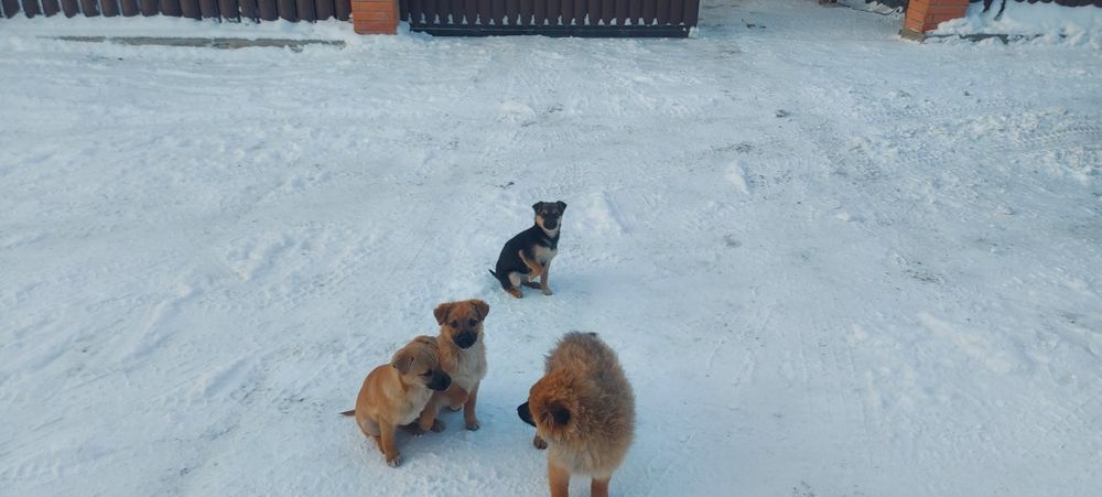 Одам шенят хорошие руки