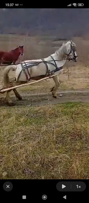 Armăsar cuminte de vânzare sau schimb cu mânză