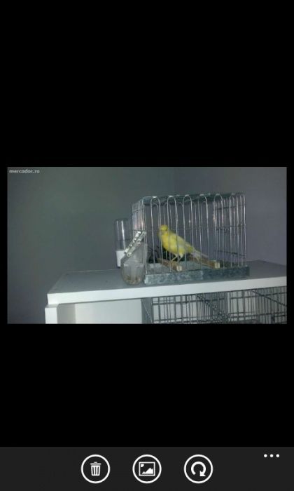 Colivii pentru păsări de apartament