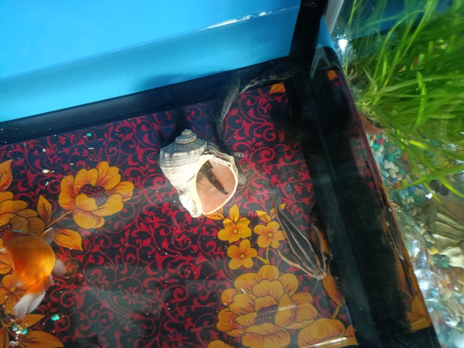 Продаю 40литровый аквариум и 15 рыбок