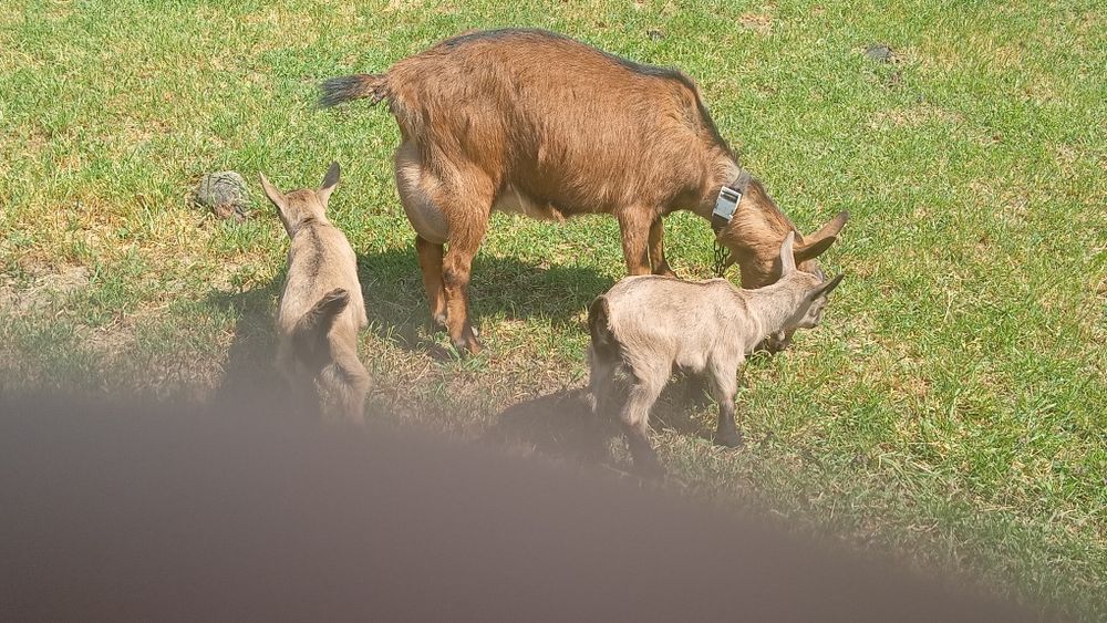Vând 2 capre  alpine si doi iezi