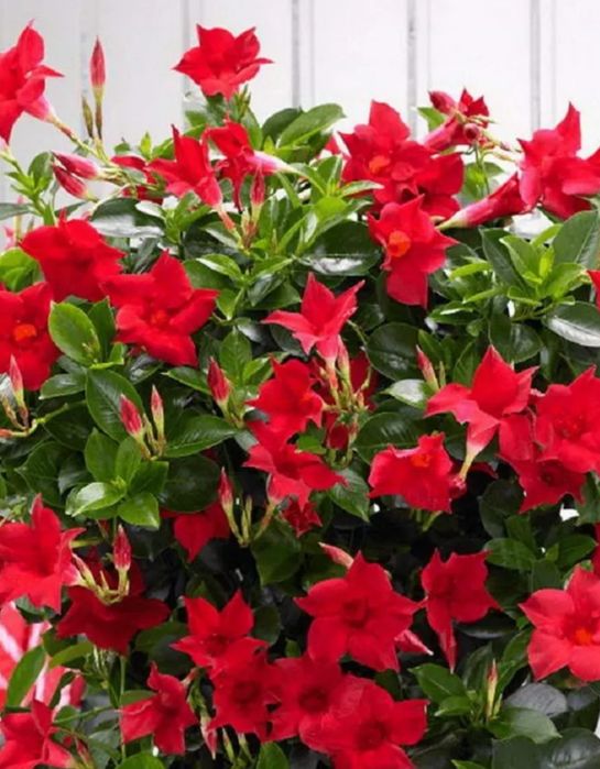 Цветы на подарок от 500 и выше