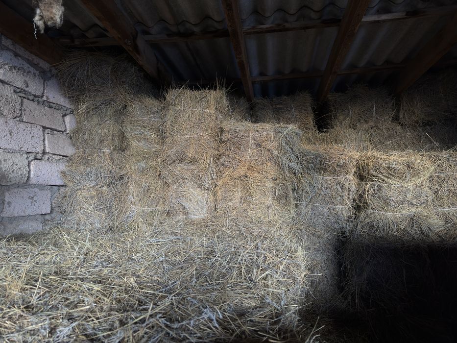 Сабан шөп сатылады