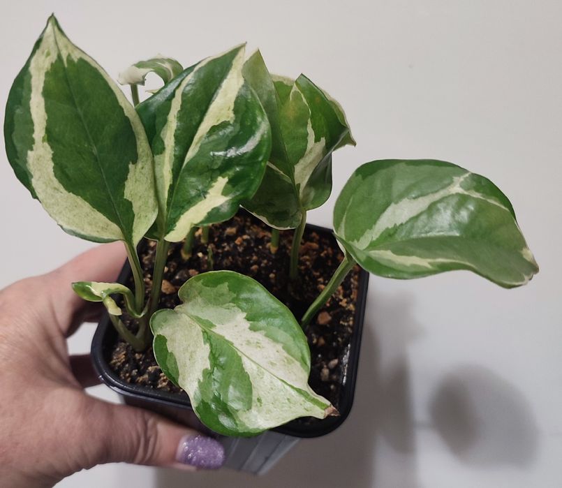 Сциндапсусы и Эпипремнумы