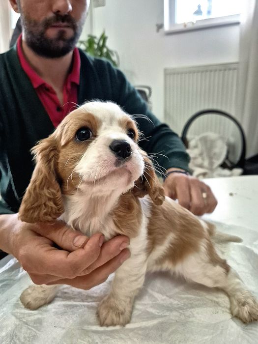 Femela cavalier king charles spaniel