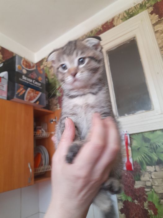 Котёнок 2 месяца