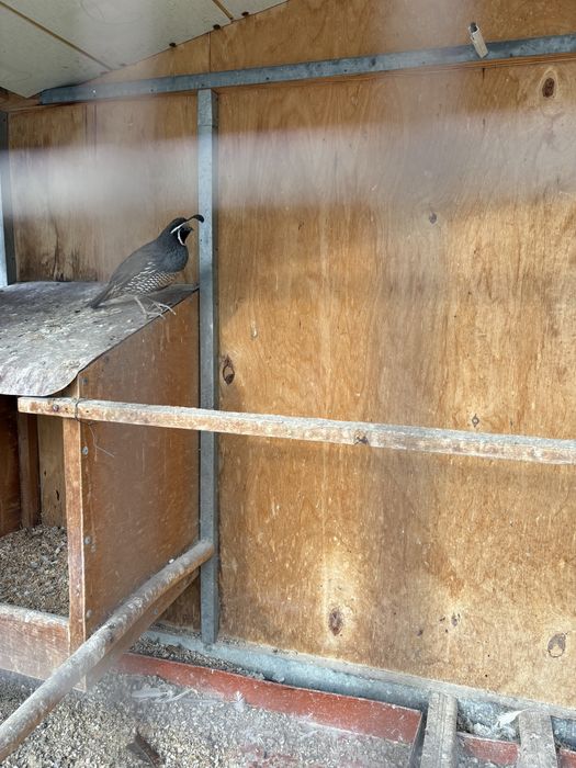 Калифорнийский Бедана