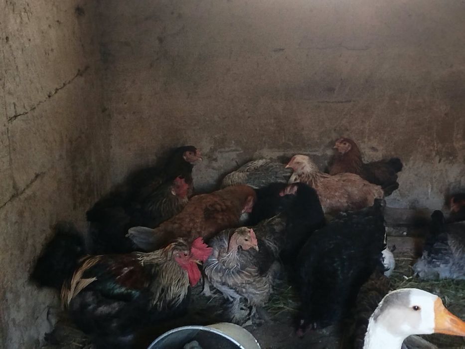 Продам Курей и Петухи