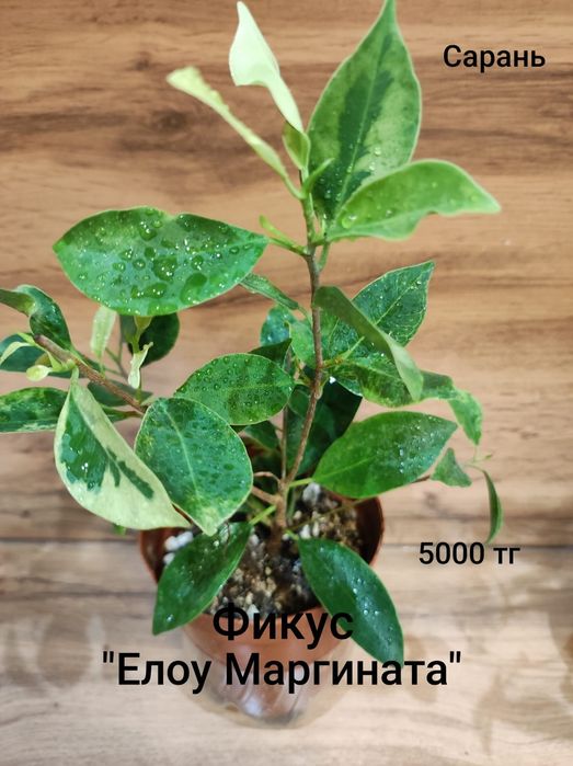 Фикус разный ...