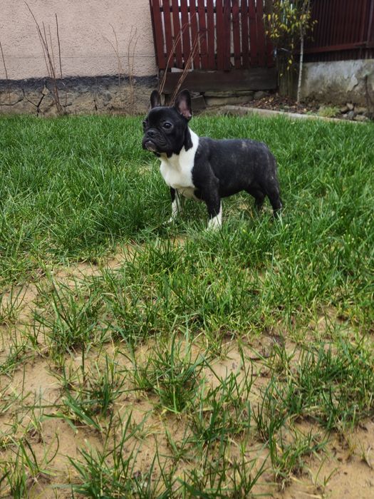 Femelă Bulldog Francez