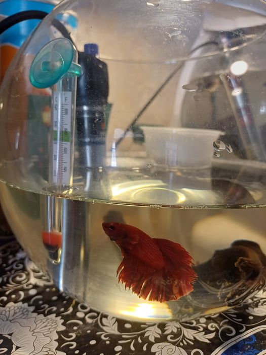 Рыбка петушок самец