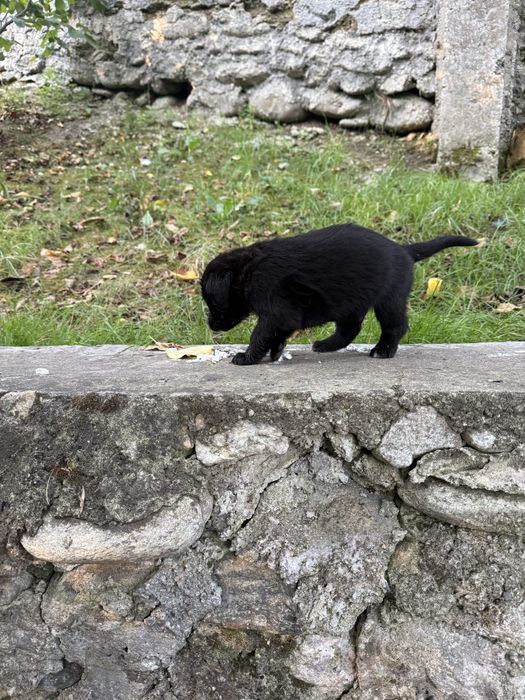 Donez pui catelusi