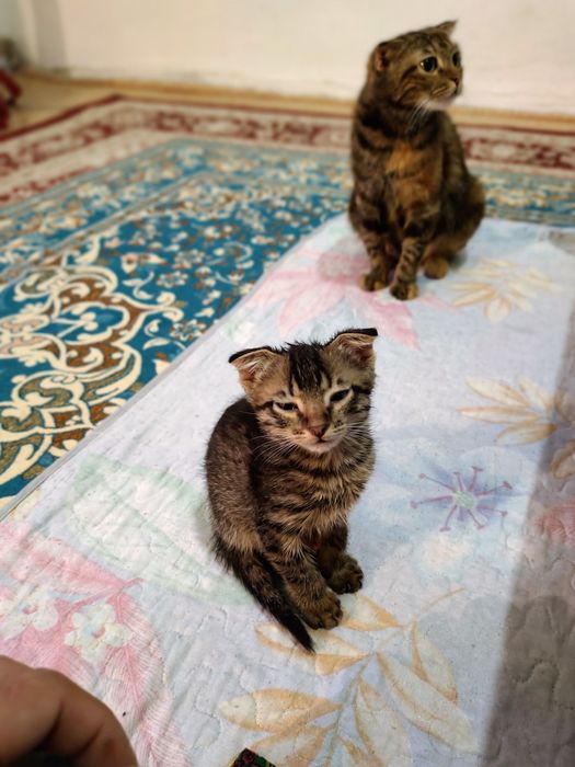 Котики маленькие