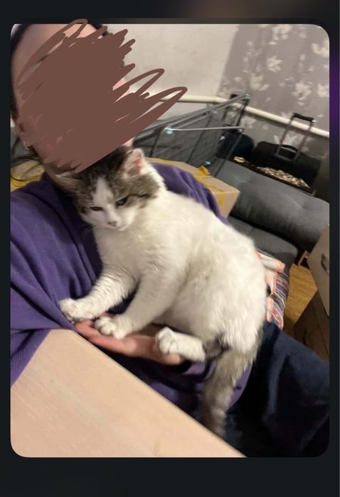 КОТ 3 года! Бесплатно