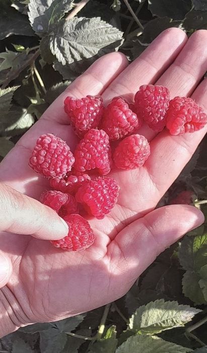 Саженцы красной и черной смородины