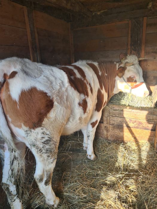 Vacă gestantă de 3 luni