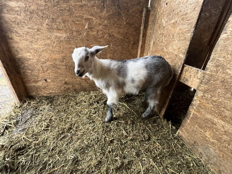 Ieduță Metis Anglo-Nubiana cu Sanen