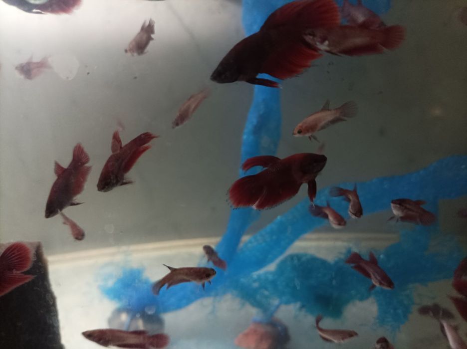 Аквариумни рибки-Анцитруси,Гупи,Молинези