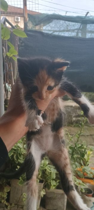 Подарявам котета